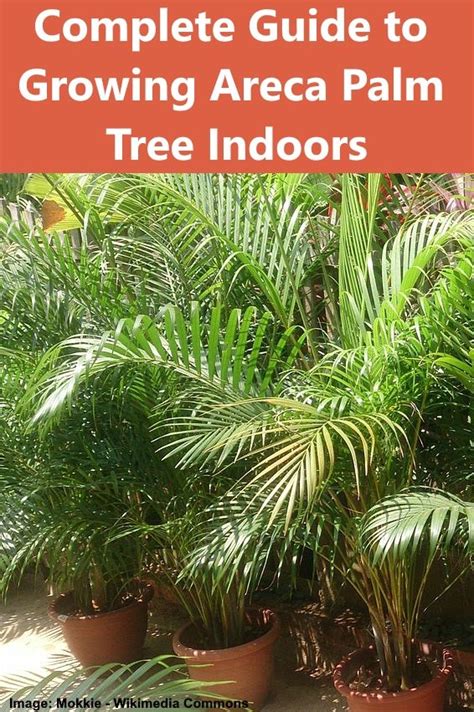 areca palm tree care